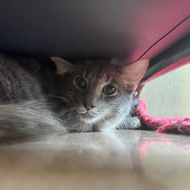 A baby medium-sized male Gray / Blue / Silver Domestic Medium Hair cat named Buttercup for adoption in Kyle, TX