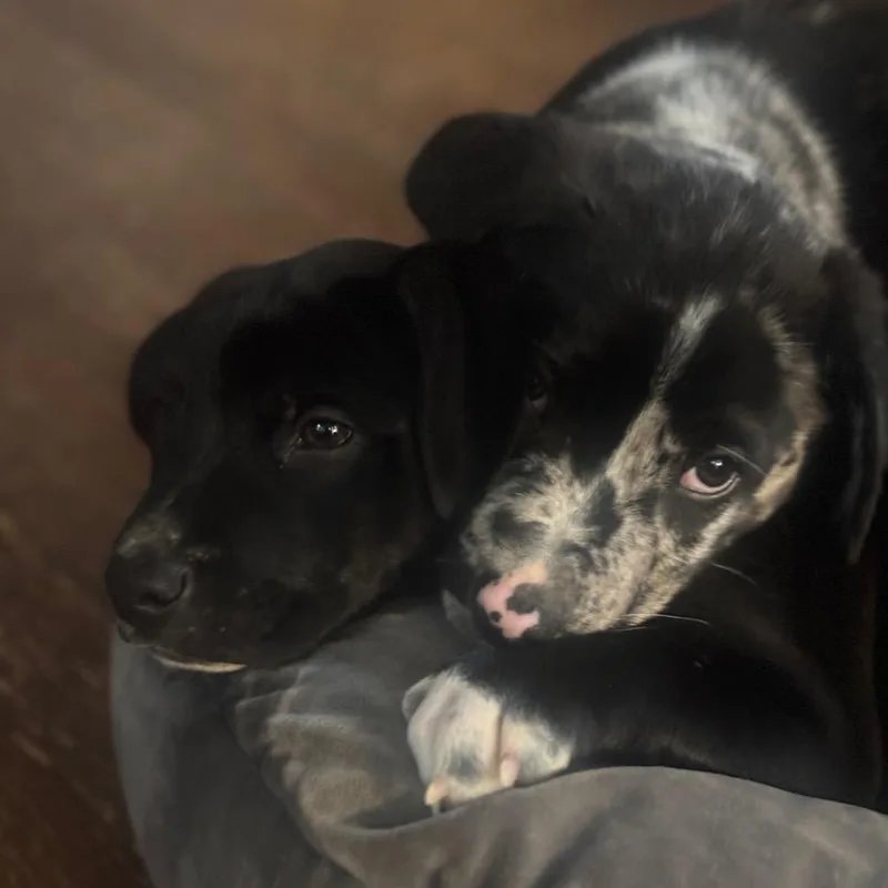 A baby small-sized male Black Catahoula Leopard Dog dog named Spotty Dotty Pup: Oz for adoption in Falls Church, VA