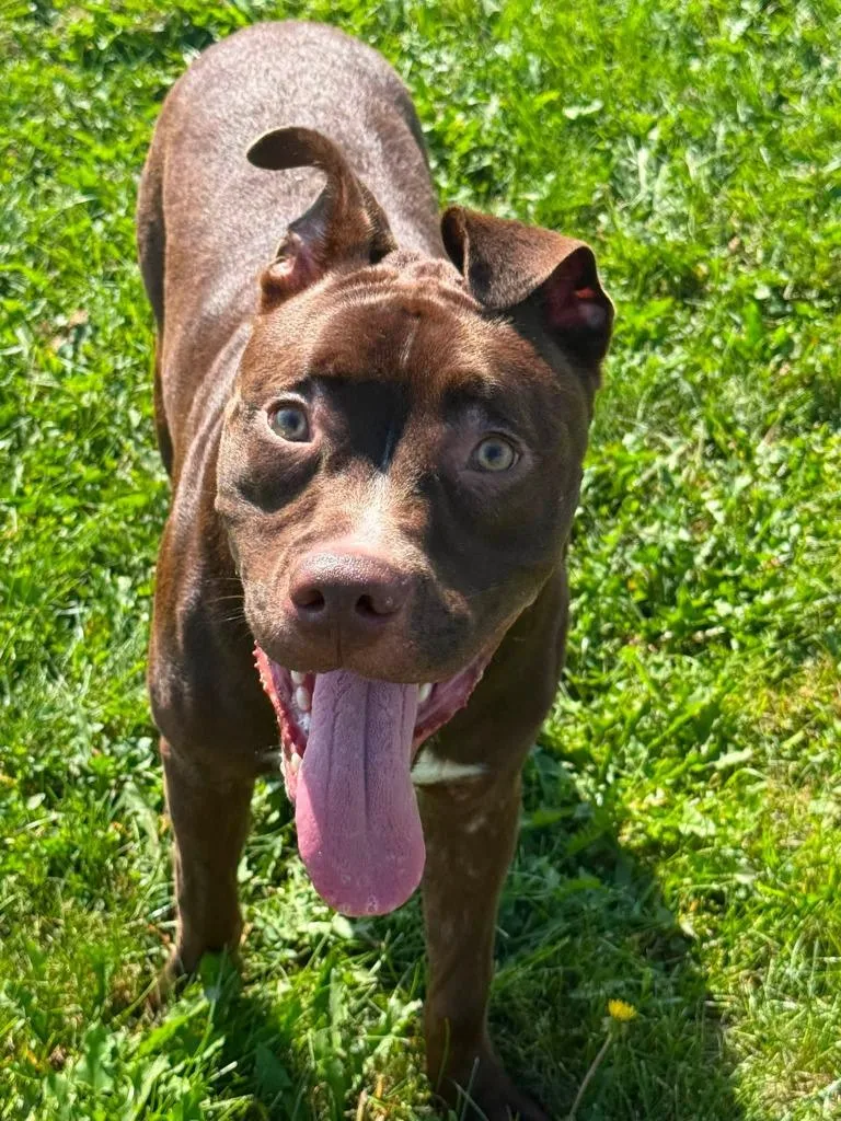 A baby large-sized male Labrador Retriever dog named Koda for adoption in Rensselaer, IN