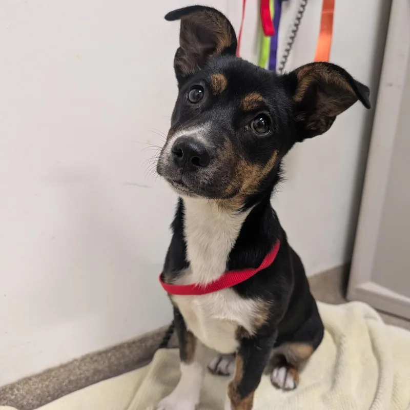 A baby small-sized female Black Mixed Breed dog named Misty Mcentire for adoption in League City, TX