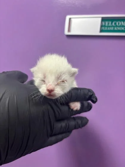 A baby small-sized female White Domestic Short Hair cat named 60658873 for adoption in El Paso, TX