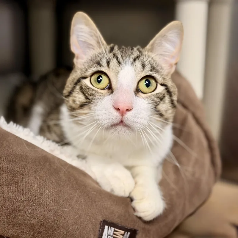 An adult medium-sized male Tabby (Brown / Chocolate) Domestic Short Hair cat named Daryl for adoption in Manahawkin, NJ