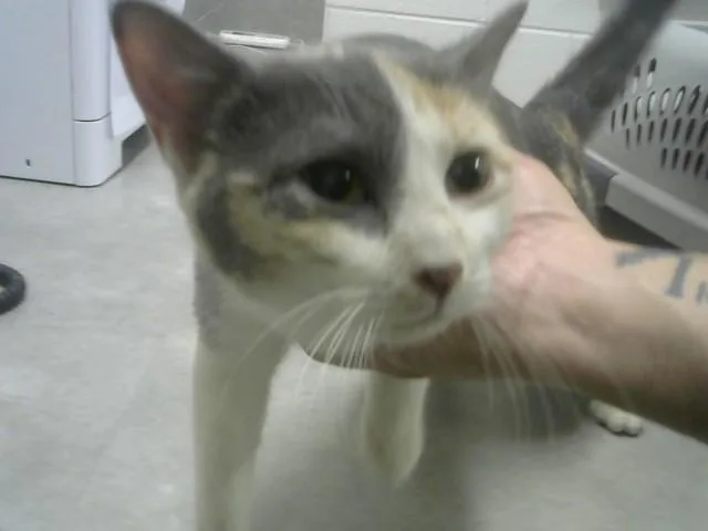 A young small-sized female Domestic Short Hair cat named T Biscuit for adoption in Loveland, CO