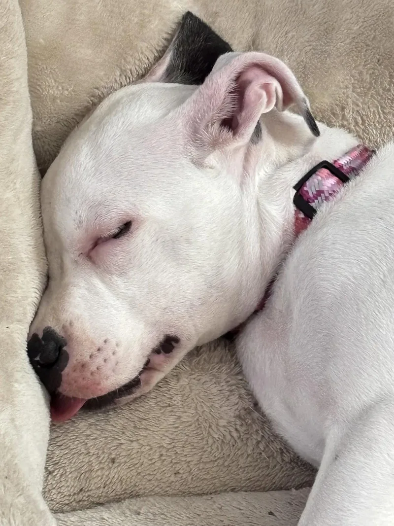 Marshmallow