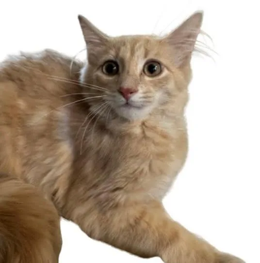 A baby medium-sized male Domestic Short Hair cat named Fox for adoption in Cloquet, MN