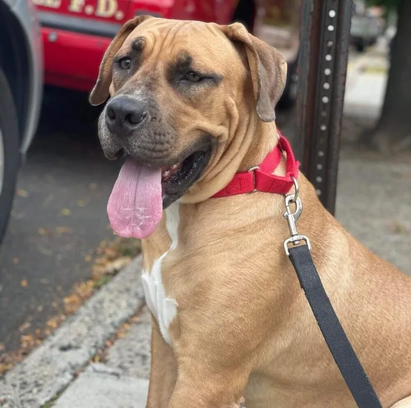 An adult large-sized female Labrador Retriever dog named Baby Miami for adoption in Long Island City, NY
