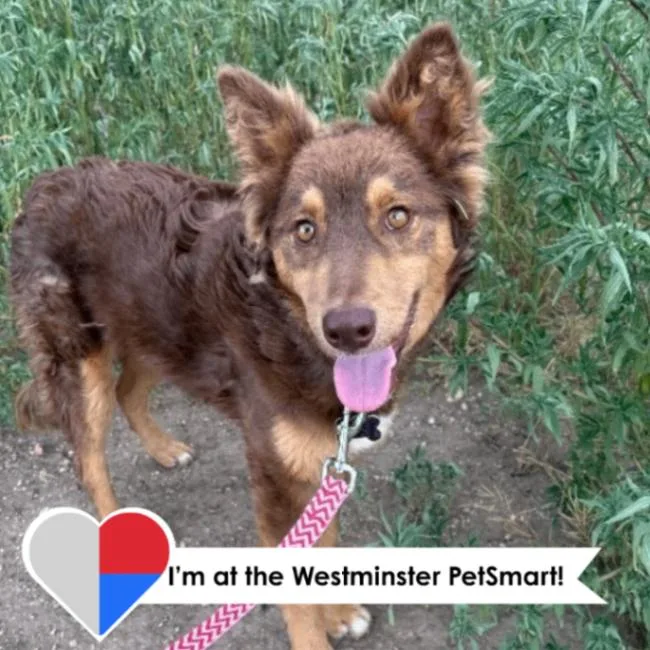 A young medium-sized female Merle (Red) Australian Shepherd dog named Renlivia for adoption in Fort Collins, CO