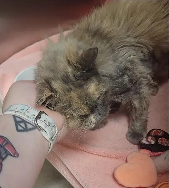 A senior medium-sized female Gray / Blue / Silver Domestic Long Hair cat named Everyday Essentials for adoption in Plover, WI