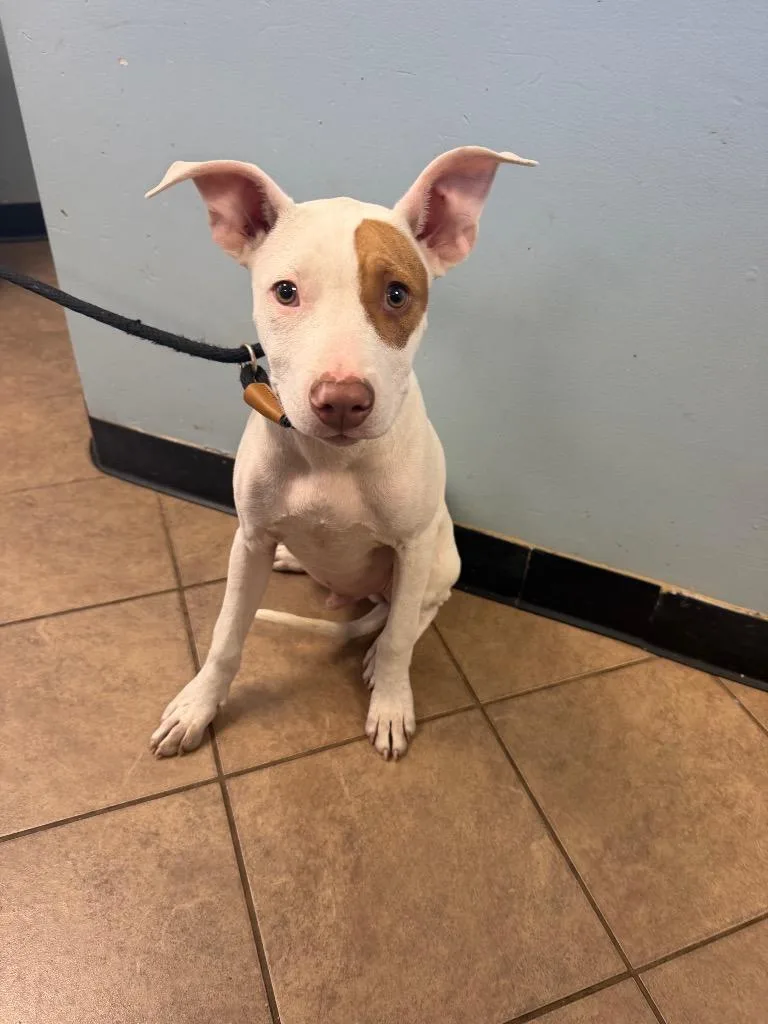 A baby medium-sized male Mixed Breed dog named Petey for adoption in Marion, OH