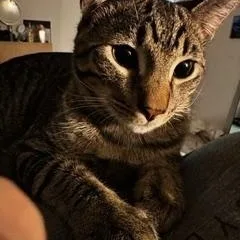 Zz Courtest Listing For thumbnail 3