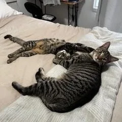 Zz Courtest Listing For thumbnail 4