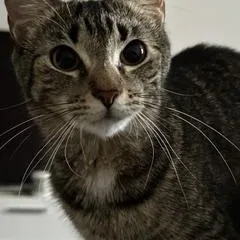 Zz Courtest Listing For thumbnail 5