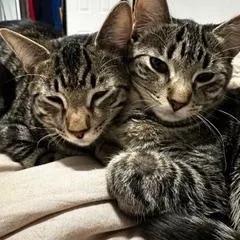 Zz Courtest Listing For