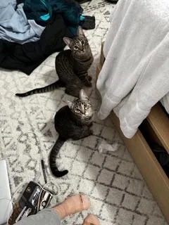 Zz Courtest Listing For thumbnail 6