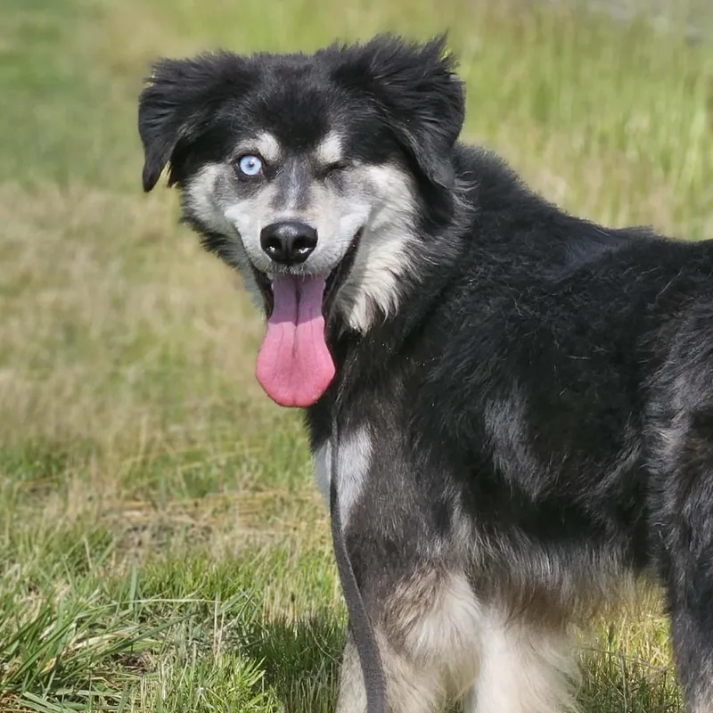 A young medium-sized male Mixed Breed dog named Rossi for adoption in Northwood, NH