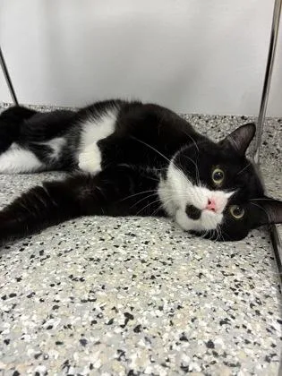 An adult medium-sized male Black Domestic Short Hair cat named Ke Dolla Sign Ha for adoption in Kansas City, MO