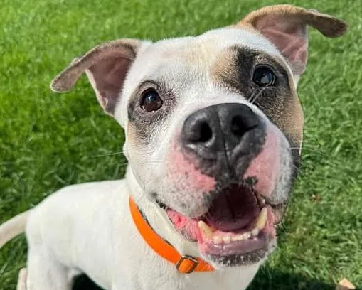 An adult medium-sized male White / Cream Pit Bull Terrier dog named Snow for adoption in Euclid, OH