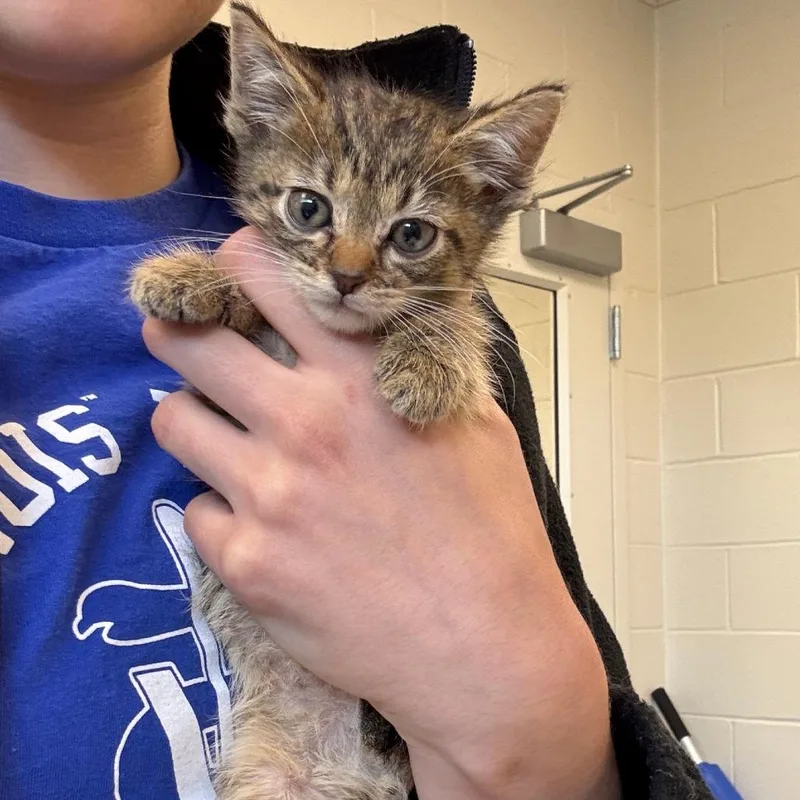 A baby medium-sized male Tabby (Buff / Tan / Fawn) Domestic Short Hair cat named Wingding for adoption in Evanston, IL
