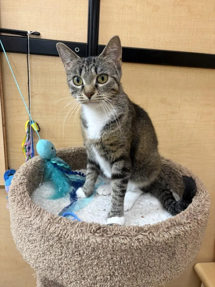 A baby small-sized female Domestic Short Hair cat named Tortilla for adoption in Anoka, MN