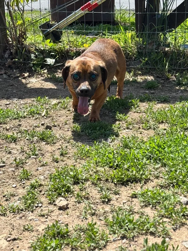 An adult small-sized male Dachshund dog named Loki for adoption in Pine Grove, PA