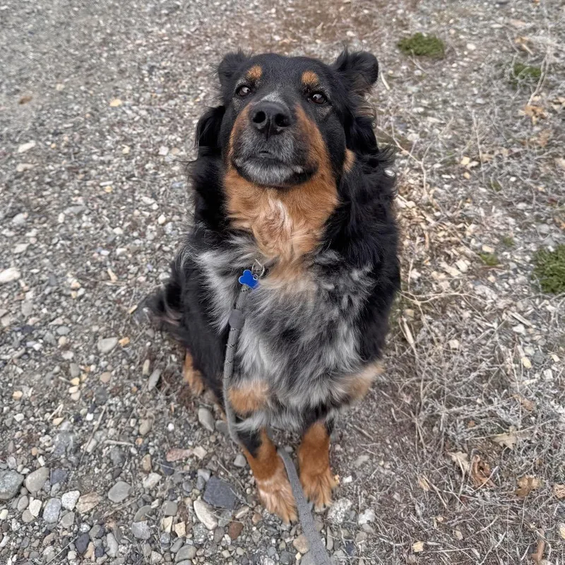 An adult large-sized female Black Mixed Breed dog named Shasta for adoption in Hailey, ID