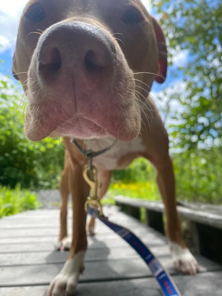 A young medium-sized female Pit Bull Terrier dog named Rhea for adoption in Fall River, MA