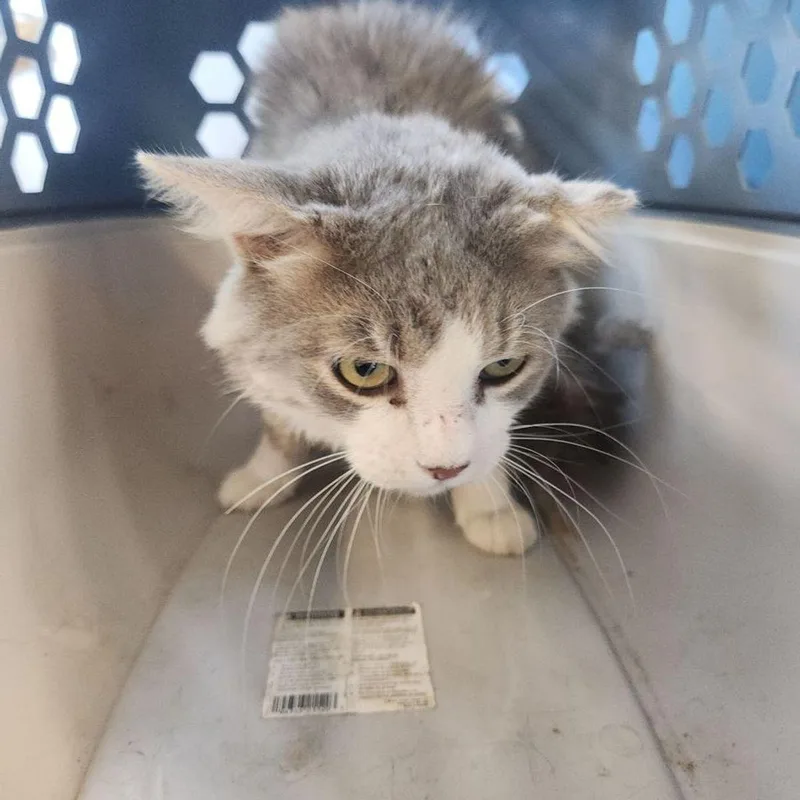 An adult medium-sized female Gray / Blue / Silver Domestic Short Hair cat named Baby for adoption in Kingman, AZ