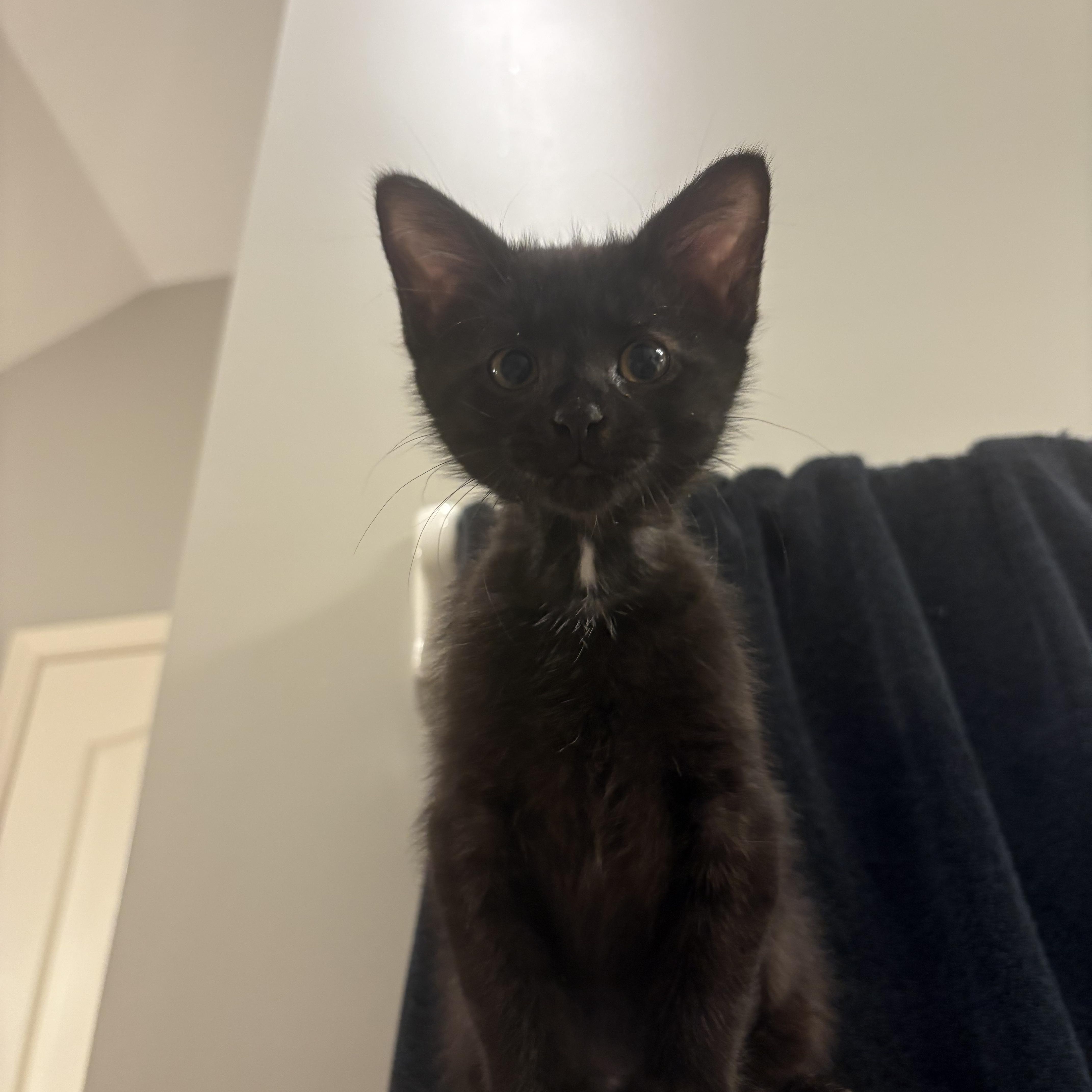 A baby medium-sized female Black Domestic Short Hair cat named Maybelle for adoption in Omaha, NE