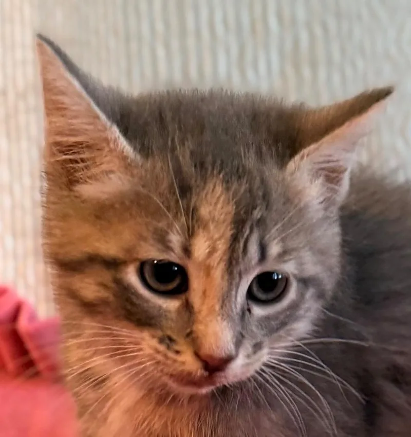 A baby medium-sized female Domestic Short Hair cat named Allison for adoption in New York, NY