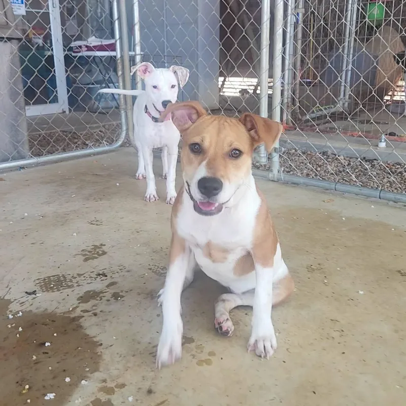 Lavern And Shirley thumbnail 2