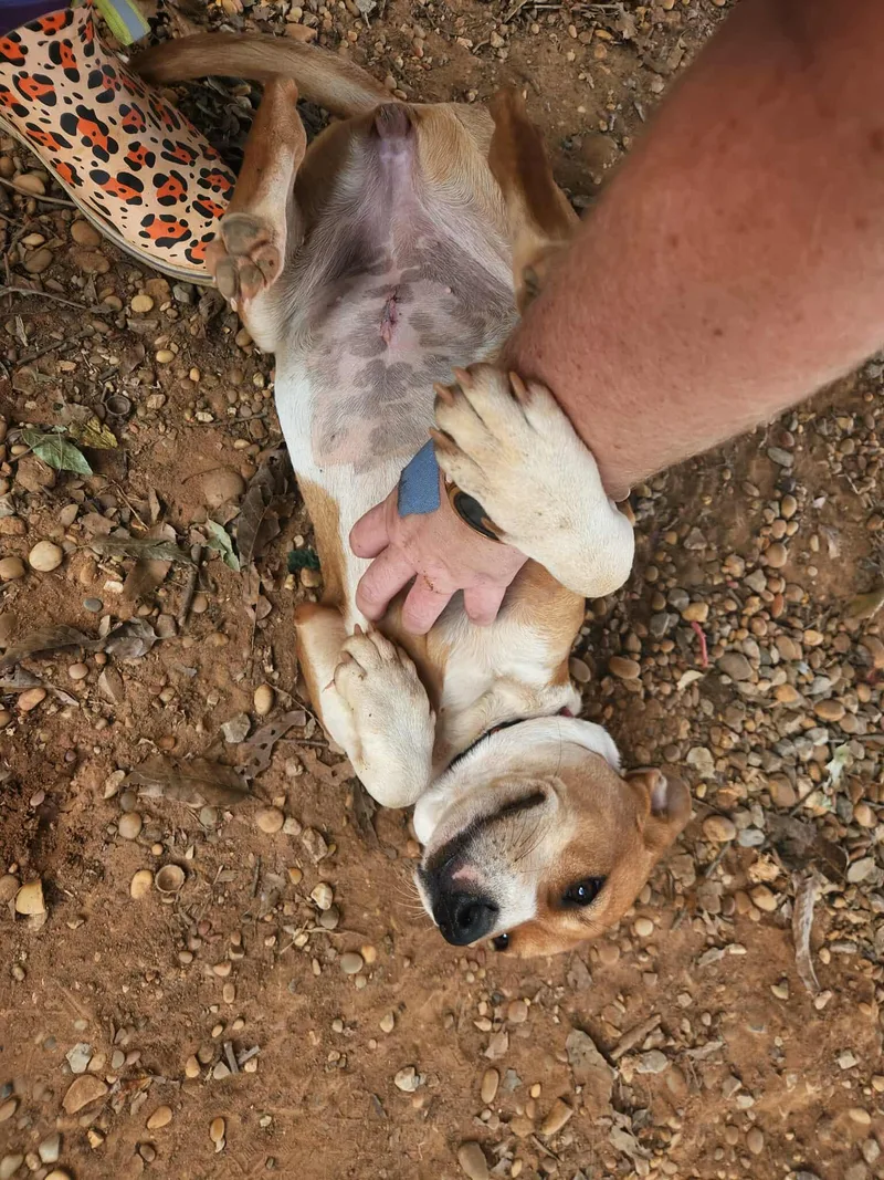 Lavern And Shirley thumbnail 3