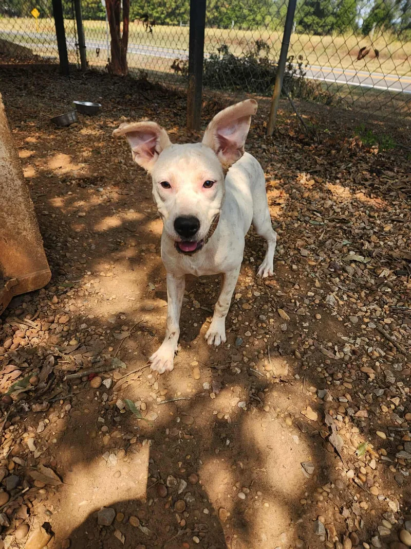 Lavern And Shirley thumbnail 4