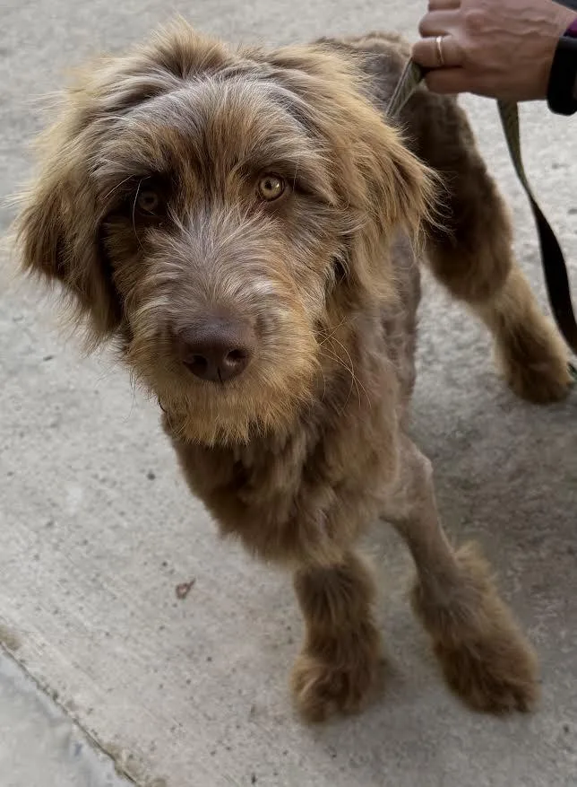 A baby medium-sized female Australian Shepherd dog named Kesha for adoption in Crossville, TN