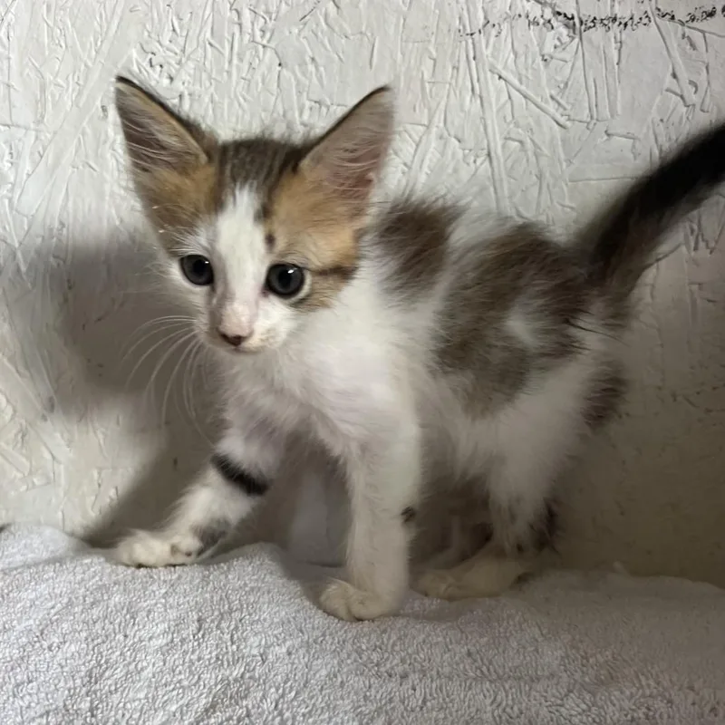 A baby small-sized male Domestic Medium Hair cat named Spring Roll A for adoption in SANTA ROSA BEACH, FL