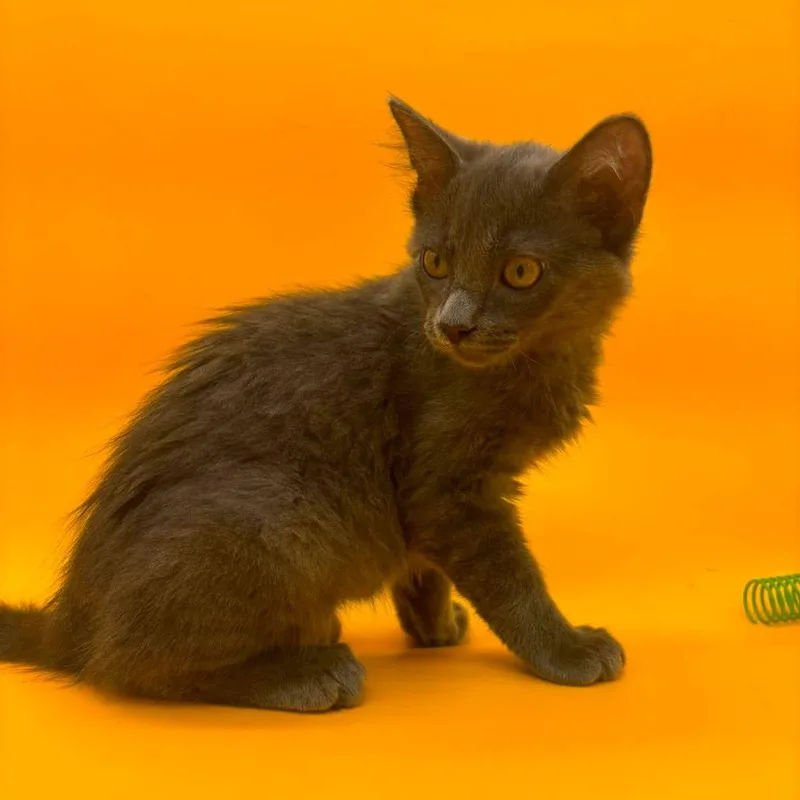 A baby small-sized male Gray / Blue / Silver Domestic Medium Hair cat named Taft for adoption in Plainfield, IL