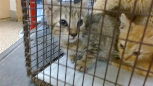 A baby small-sized female Domestic Short Hair cat named Milly for adoption in Miami, FL