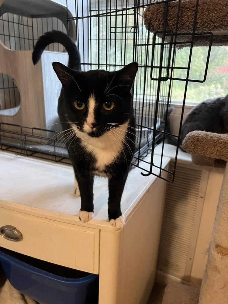 Sylvester thumbnail 2