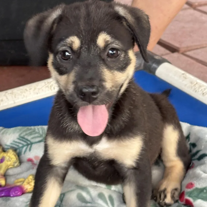 Shyllo