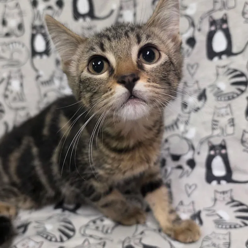 A baby medium-sized female Tabby (Brown / Chocolate) Domestic Short Hair cat named Apple Cider for adoption in Graham, WA