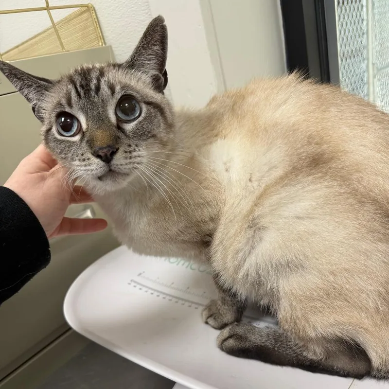 A senior medium-sized male Gray / Blue / Silver Domestic Short Hair cat named Sir Soph for adoption in Columbiana, AL