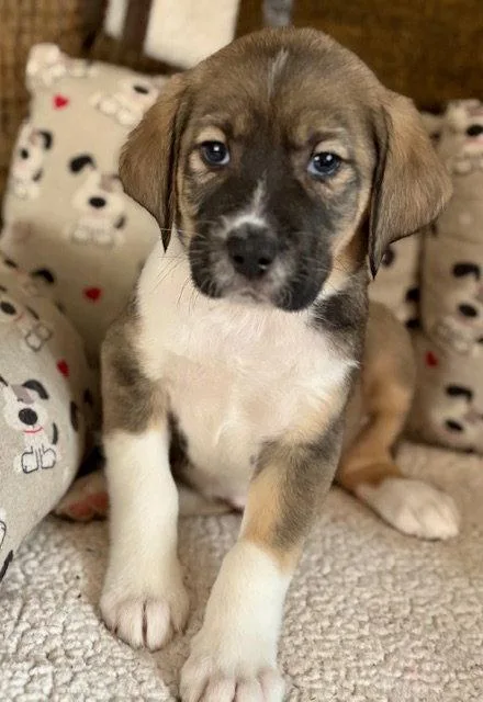 A baby medium-sized male Plott Hound dog named Bentley for adoption in Hillside, IL