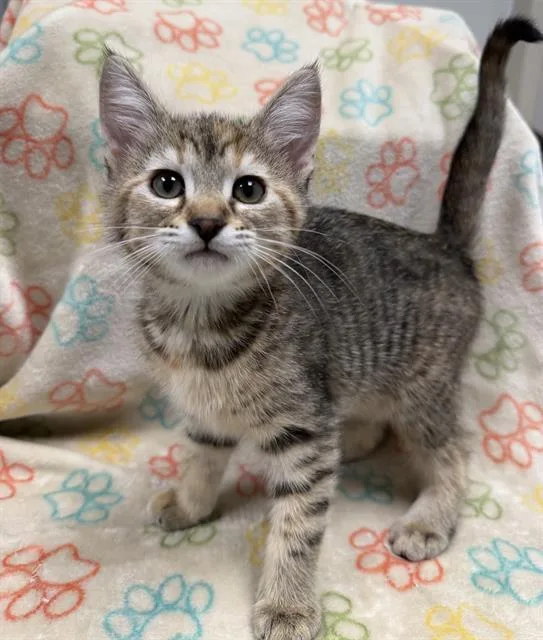 A baby small-sized female Domestic Short Hair cat named Hazel for adoption in Ontario, CA