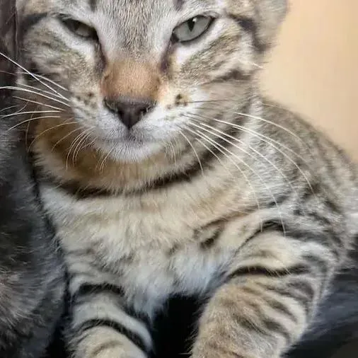 A baby small-sized male Domestic Short Hair cat named Mira for adoption in Albuquerque, NM