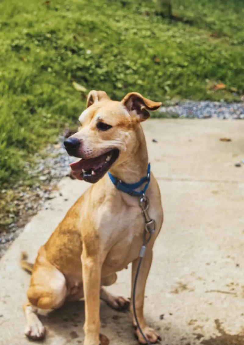 An adult medium-sized female Apricot / Beige Boxer dog named Delilah for adoption in Grafton, WV