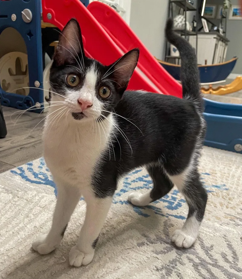 A baby medium-sized male Black & White / Tuxedo Domestic Short Hair cat named Cavatappi for adoption in Lighthouse Point, FL