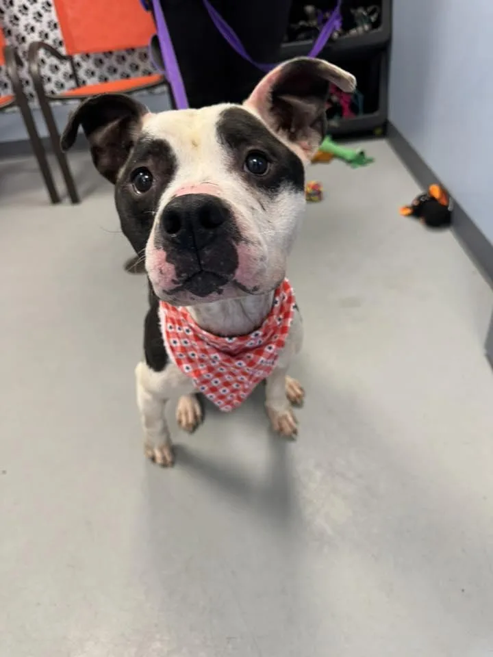 Oreo Puddin thumbnail 2