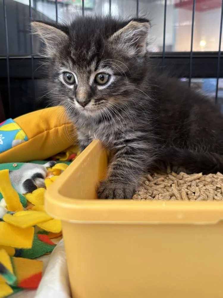A baby small-sized male Gray / Blue / Silver Domestic Long Hair cat named Rudy Simoni for adoption in Galt, CA