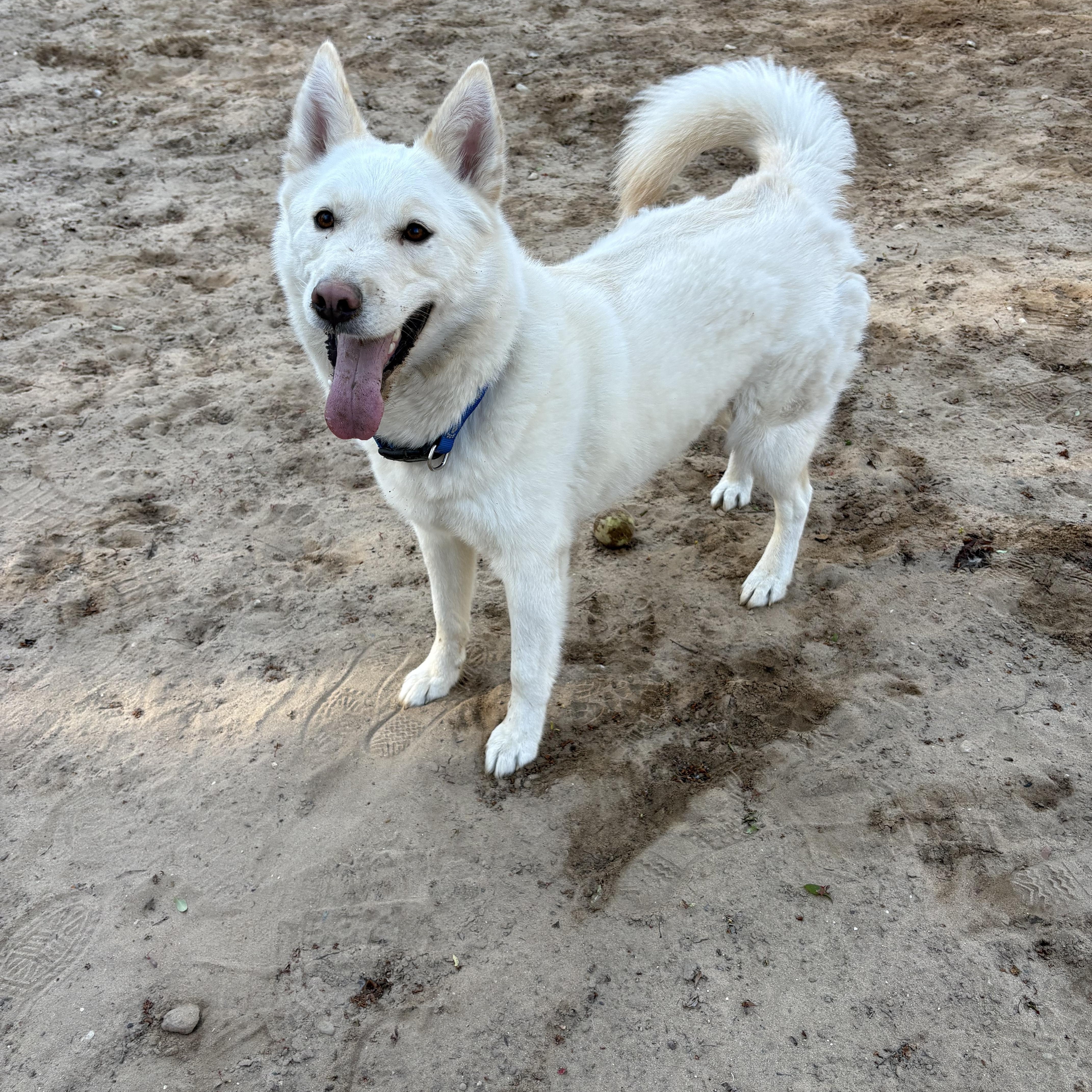 A young medium-sized male Mixed Breed dog named Geralt for adoption in Big Rapids, MI