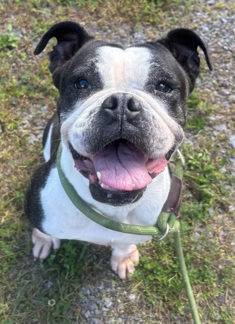An adult medium-sized female American Bulldog dog named Ella for adoption in Howes Cave, NY