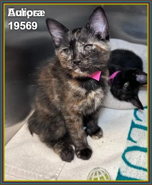 A baby medium-sized female Tortoiseshell Domestic Short Hair cat named Aurora for adoption in Marietta, GA